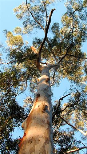 Karri Trees, Shannon State Forrest, WA.